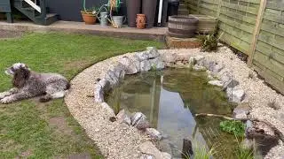My DIY Garden Wildlife Pond Build