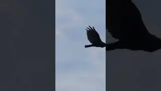 #eagle #Mississippi #river #Illinois Beautiful Mississippi Palasades Soaring Eagle