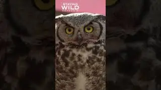 🦉 🌲 ✨ - STAYING WILD TV - wildlife rehabilitation