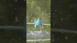 kingfisher catching fish #birds #shortsindia