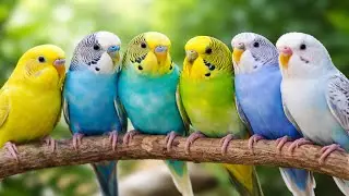 🔴 LIVE Budgie Sounds for Lonely Birds 🐦 Calm & Happy Parrots ( 03.02.2026)