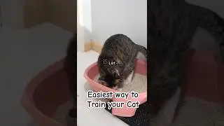 5 Easy Steps to Train Your Cat to Use the Litter Box