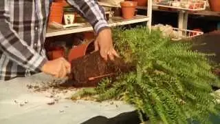 VIVERO ISA HELECHOS