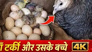 Turkey egg hatching 