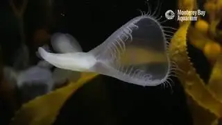 The Lion's Mane Nudibranch Sea Slug, Melibe leonina | The Critter Corner