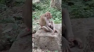 Monkey Julie(1)