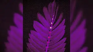 Fluorescent flashes reveal the leaf-closing secrets of 'touch-me-not' plant | GIS PLANET