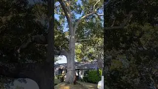 Monster Oak Tree Removal 😮.  What Would You Charge? #arborist #money #lifestyle #sidehustle #viral