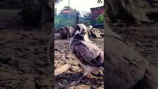 Cute Chickens, Ducks & Pigeons Together | Funny Bird & Farm Animal Shorts 🐓🦆🕊️