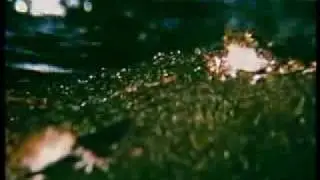 Foot-flagging display in Hylodes asper (Brazilian Torrent Frog)