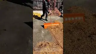 Corn Harvest: Worker Shoveling Corn Kernels