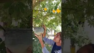 save bird save environment save earth #viral #environment #birds #cute #shorts