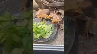 Bearded dragons eating their lettuce