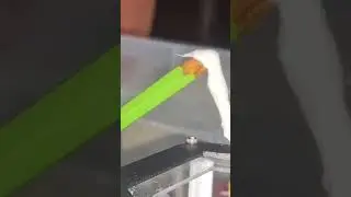 Hormigas Fantasma Parte 1