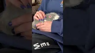 Curly-haired Rat Loves Being Pet | #shorts #rats #petrats