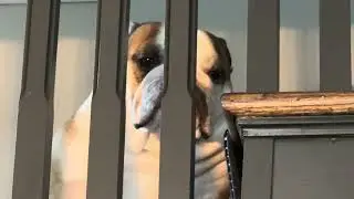 Dog JAIL: Busted Bulldog 
