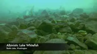 Albinistic Lake Whitefish - Banks Lake