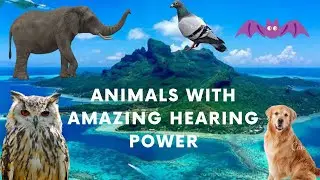 TOP 10 ANIMALS WITH AMAZING HEARING POWER .