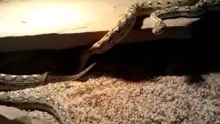 Saw-scale vipers mating (Echis carinatus sochureki)