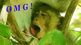 OMG! What's  Little Janet Doing With Mom Milk?, Super Hungry Milk Janet, Using Tongue To Get It