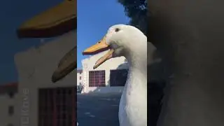 Quack, quack, sneeze 🤧