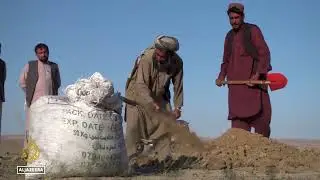 Locusts threaten Afghanistan&rsquo;s wheat harvest