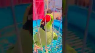 #parrot #bird #parrotsofinstagram #parrots #birds #birdsofinstagram #parrotlover #pet #parrotlife