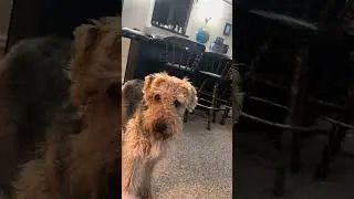 Airedale Terrier “Lucy” and her ball