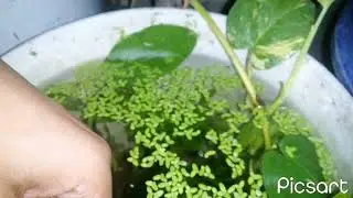 All explained platy breeding and how I breed platy with my all tank setup.