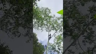 pangkas kayu ketinggian yang paling sekali tinggi #gergajisenso #chainsaw