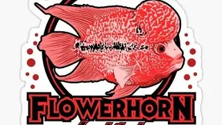 Kamfa Flowerhorn ll 4 feet tank ll black background ll jerin's Vlog ll