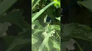 30 Days Wild - Banded Demoiselle