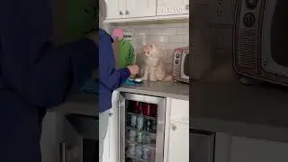 Intelligent Cat Doing Fist Bumps With Owner || PETASTIC 🐾