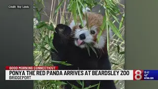 11-month-old red panda joins Beardsley Zoo