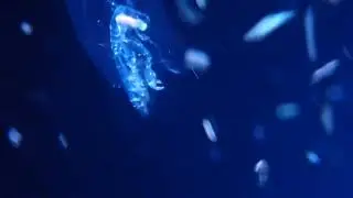 定番のタルマワシ