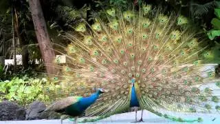 Monsoon Festival Aug 2014 Promo