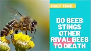 DO BEES STING OTHER RIVAL BEES TO DEATH? | #FACTS | #GURUKUL ACADEMY.