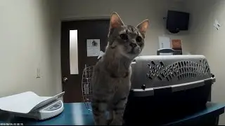 Cats first vet visit - 6 months old