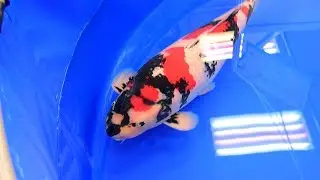 Modern Koi Blog #2187 - Shinkokai 2018: Die m&auml;nnlichen Kokugyo Sonderpreise