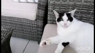 Katzen Lady Maureen