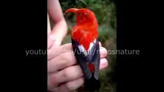 Hawaiian rainforest NATIVE bird song 22 minutes of relaxation