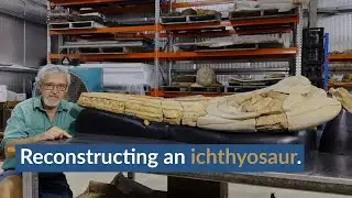 Reconstructing an ichthyosaur | Inside the Lab