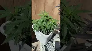 Lemon cherry gelato outdoor