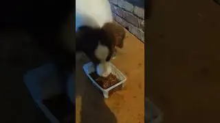 Border collie puppy eating dinner I M&aacute;zli🐶 #bordercolliepuppy #dog #eating #cute