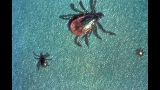 Lyme Disease Awareness Month: Prevention, symptoms, diagnosis and treatment