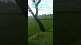 Vibrant Greenery Amidst Rains and Floods