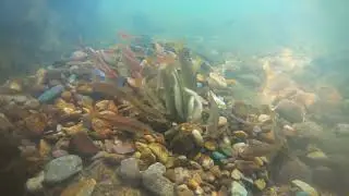 River Chub Excavating a Spawning Pit Incites Egg Predation