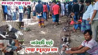 লাউহাটি সাপ্তাহিক কবুতরের হাট | কম দামে কালারিং গোল্লা কবুতর | Kobutor hat 28/06/2025