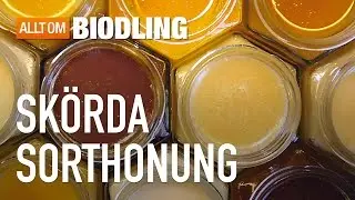 Sk&ouml;rda sorthonung - Honung - Biodling