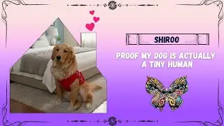 ​Proof My Dog Is Actually a Tiny Human ❤️🤌#goldenretreiver #love #vlog #like #youtube 